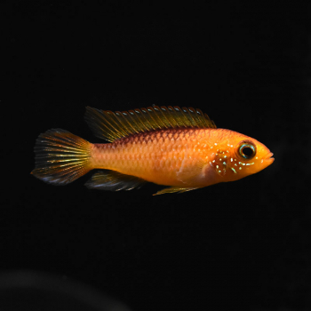 Agassiz’ Zwergbuntbarsch, Apistogramma agassizii fire red